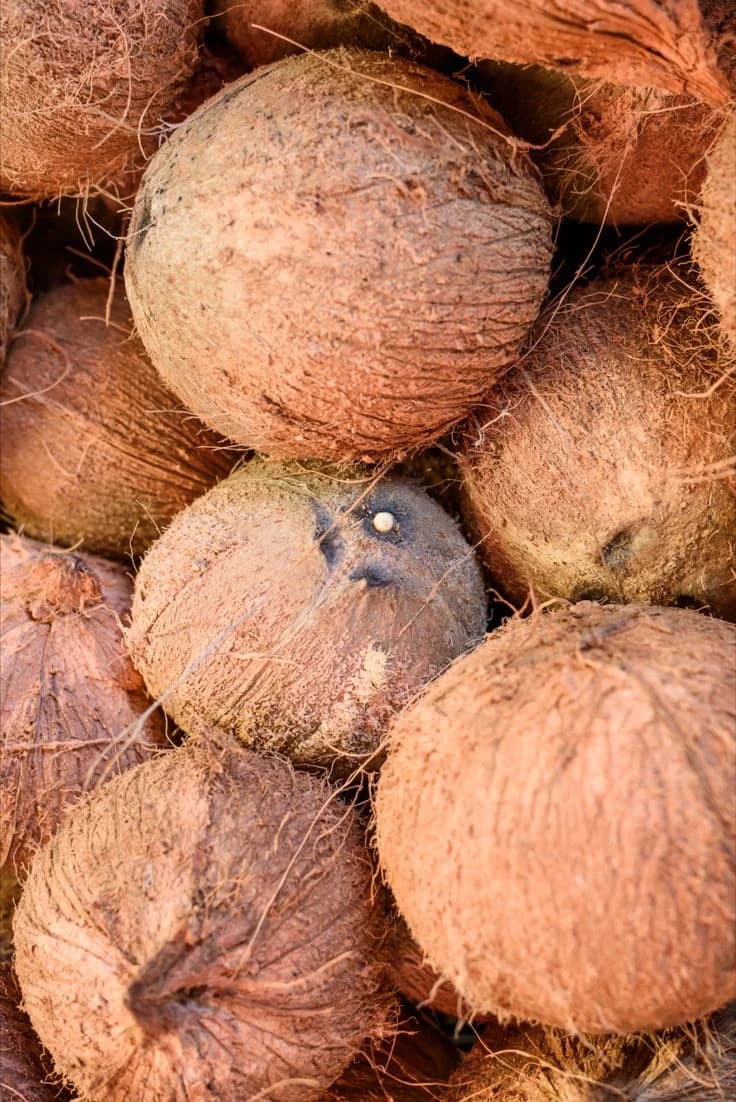 Semi Husk Coconuts