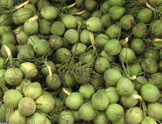 Fresh Green Coconuts